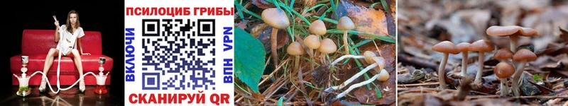 Псилоцибиновые грибы Cubensis  Новоульяновск 